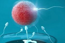 什么人做试管婴儿容易成功？专家说：这类人做试管成功率高