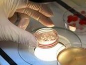 不造胚胎冻两个月还能不能活看过来，会咋样60s告诉你